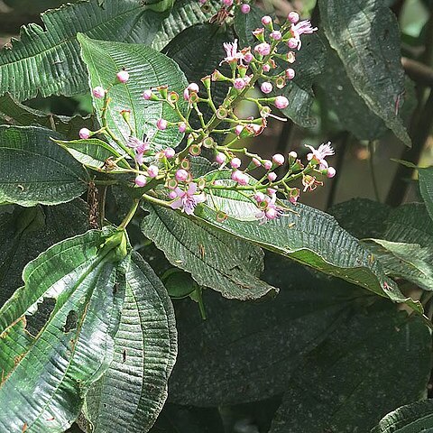 Tococa caudata unspecified picture