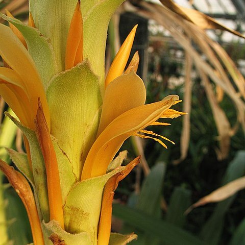Pitcairnia sceptrigera unspecified picture