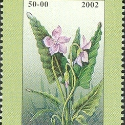 Viola hissarica unspecified picture