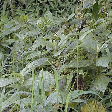 Boehmeria unspecified picture