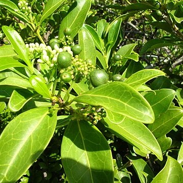 Psydrax odorata unspecified picture