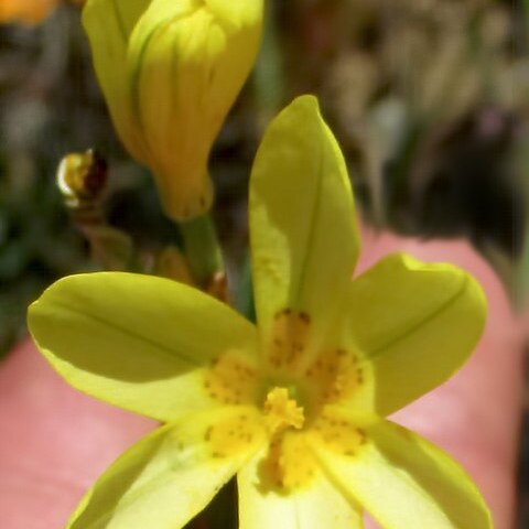 Moraea flavescens unspecified picture