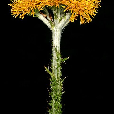 Berkheya umbellata unspecified picture