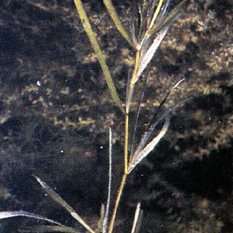 Potamogeton zosteriformis unspecified picture