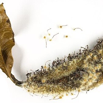 Faurea rochetiana unspecified picture