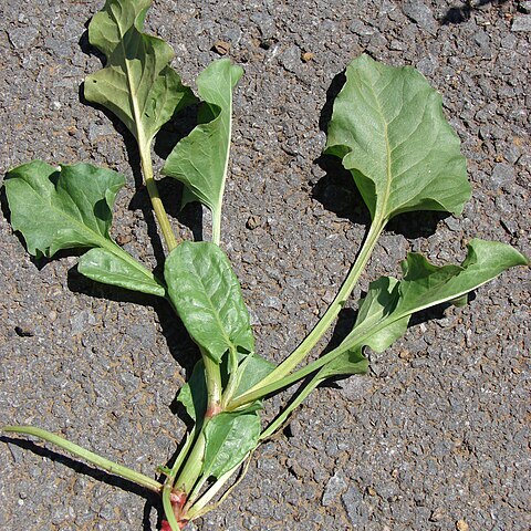Emex spinosa unspecified picture