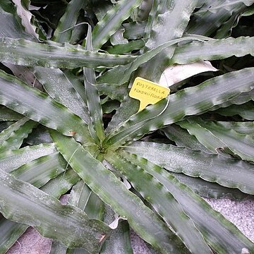 Fosterella penduliflora unspecified picture