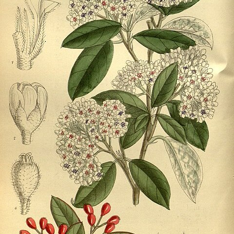 Cotoneaster turbinatus unspecified picture