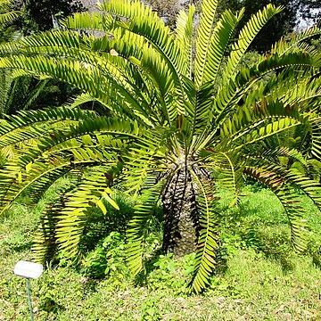 Encephalartos longifolius unspecified picture