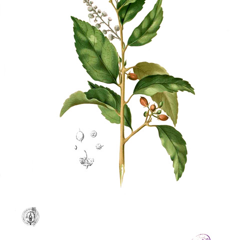 Scolopia unspecified picture