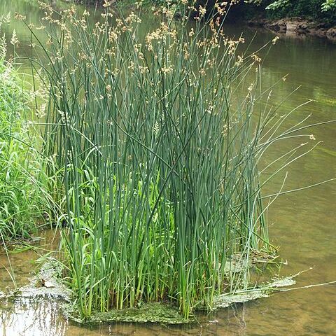Schoenoplectus unspecified picture