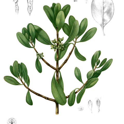 Scyphiphora unspecified picture