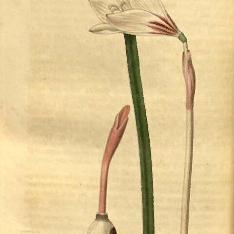 Zephyranthes versicolor unspecified picture