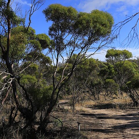 Eucalyptus leptophylla unspecified picture