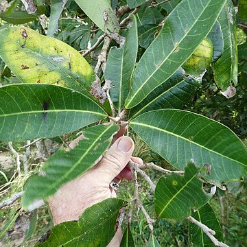 Semecarpus australiensis unspecified picture
