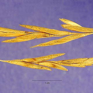 Thinopyrum unspecified picture