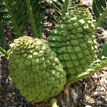 Encephalartos concinnus unspecified picture