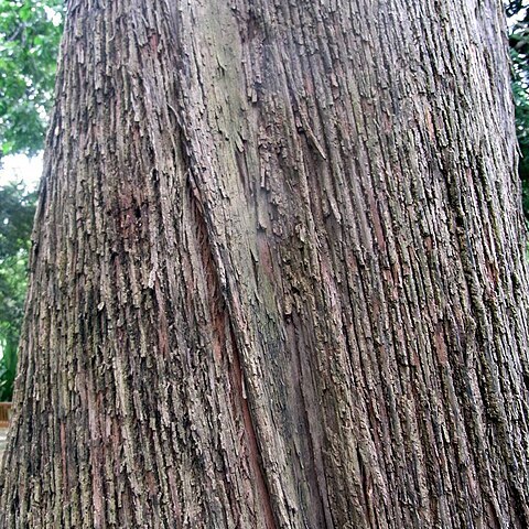Eucalyptus siderophloia unspecified picture