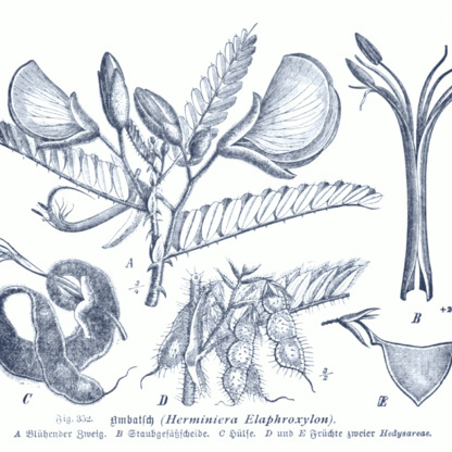 Aeschynomene unspecified picture