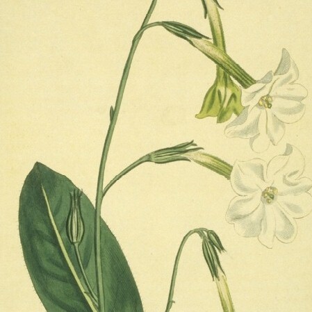 Nicotiana suaveolens unspecified picture