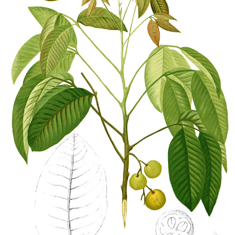 Sandoricum unspecified picture