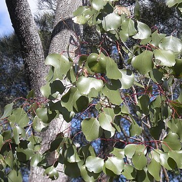 Eucalyptus populnea unspecified picture