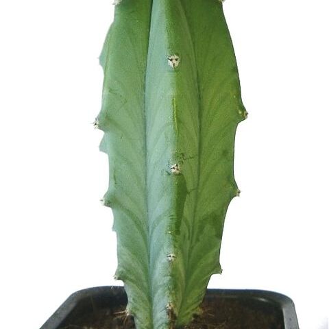 Myrtillocactus unspecified picture