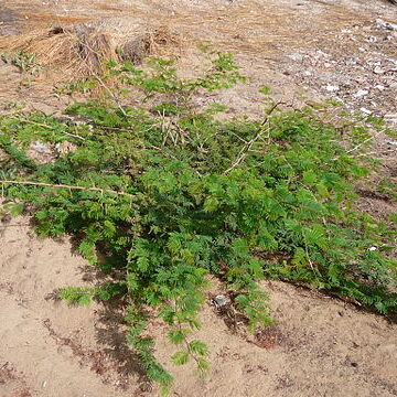 Dichrostachys unspecified picture