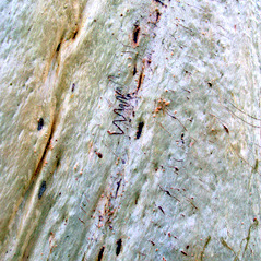 Eucalyptus racemosa unspecified picture