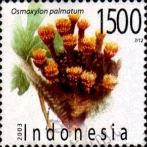 Osmoxylon palmatum unspecified picture
