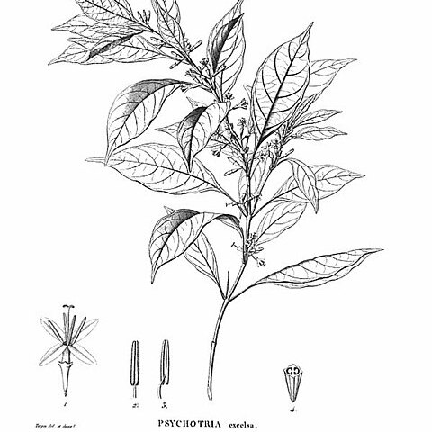Hoffmannia excelsa unspecified picture