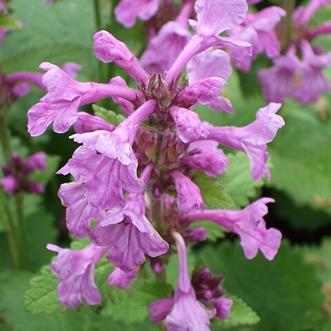 Stachys macrantha unspecified picture