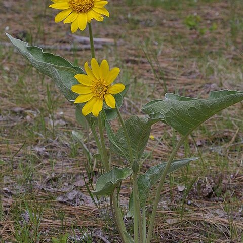 Balsamorhiza unspecified picture