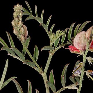 Indigofera enormis unspecified picture