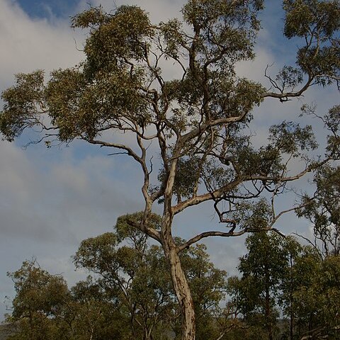 Eucalyptus wandoo unspecified picture