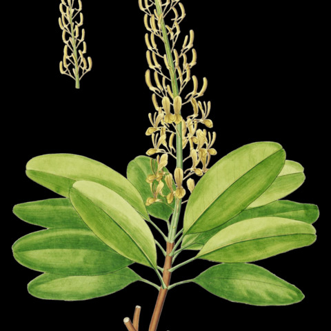 Vochysia unspecified picture