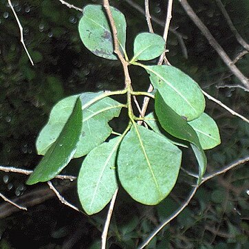 Bourreria unspecified picture