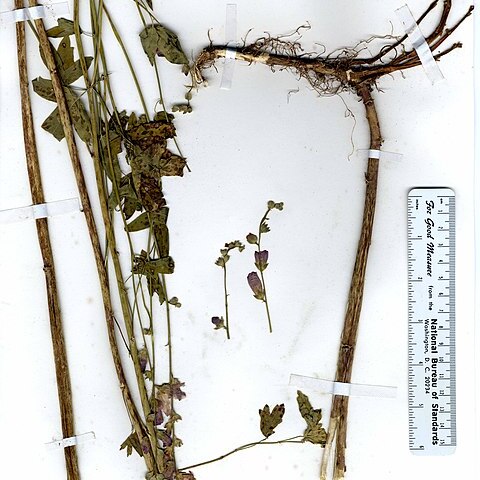 Sidalcea robusta unspecified picture