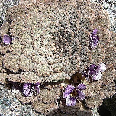 Viola congesta unspecified picture