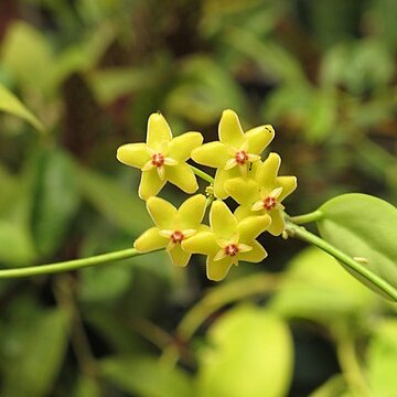 Hoya diptera unspecified picture