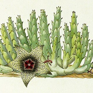 Orbea verrucosa unspecified picture