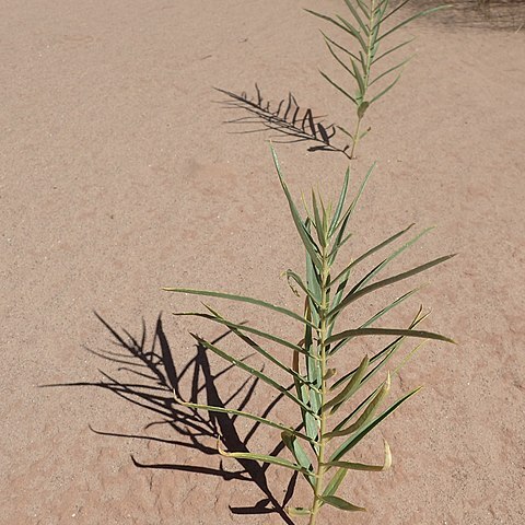 Asclepias labriformis unspecified picture