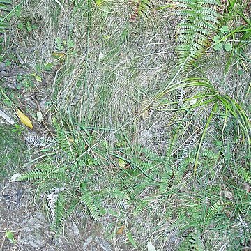 Poa pusilla unspecified picture