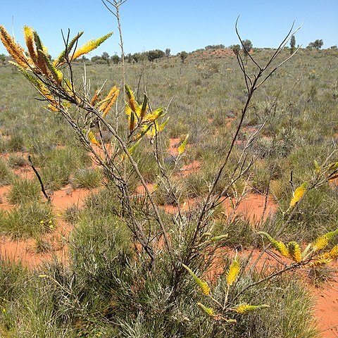 Grevillea eriostachya unspecified picture