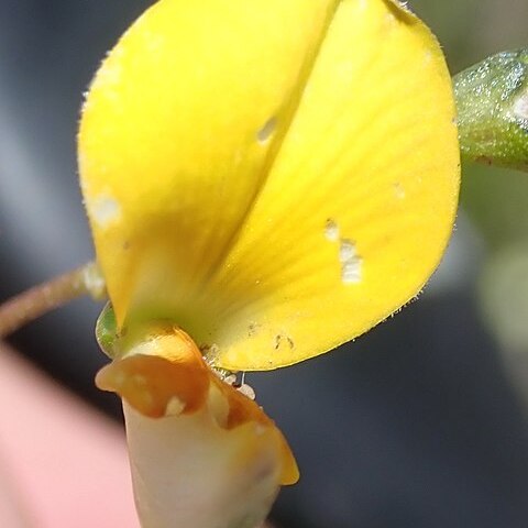 Aspalathus biflora unspecified picture