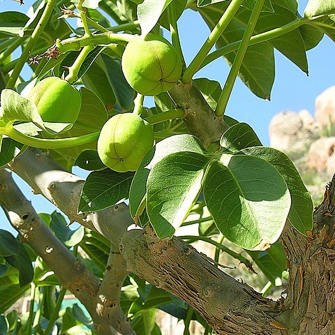 Jatropha macrocarpa unspecified picture