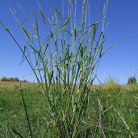 Echinochloa inundata unspecified picture