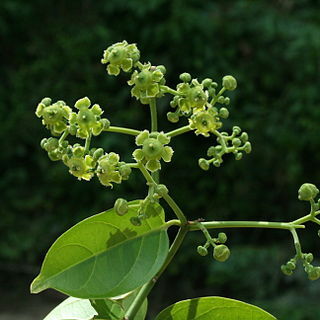 Prionostemma unspecified picture