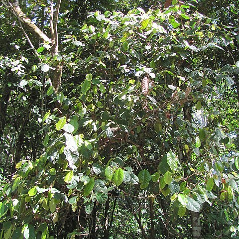 Coccoloba padiformis unspecified picture