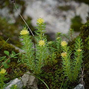 Rhodiola wallichiana unspecified picture